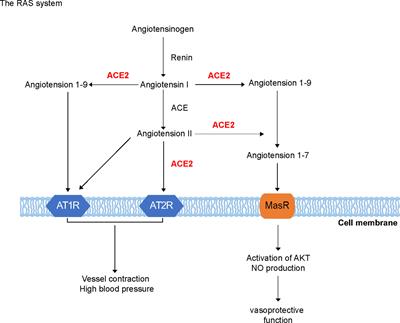 Regulation of Angiotensin-Converting Enzyme 2: A Potential Target to Prevent COVID-19?